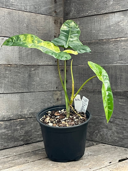 Philodendron Florida Beauty x Billietiae AC92