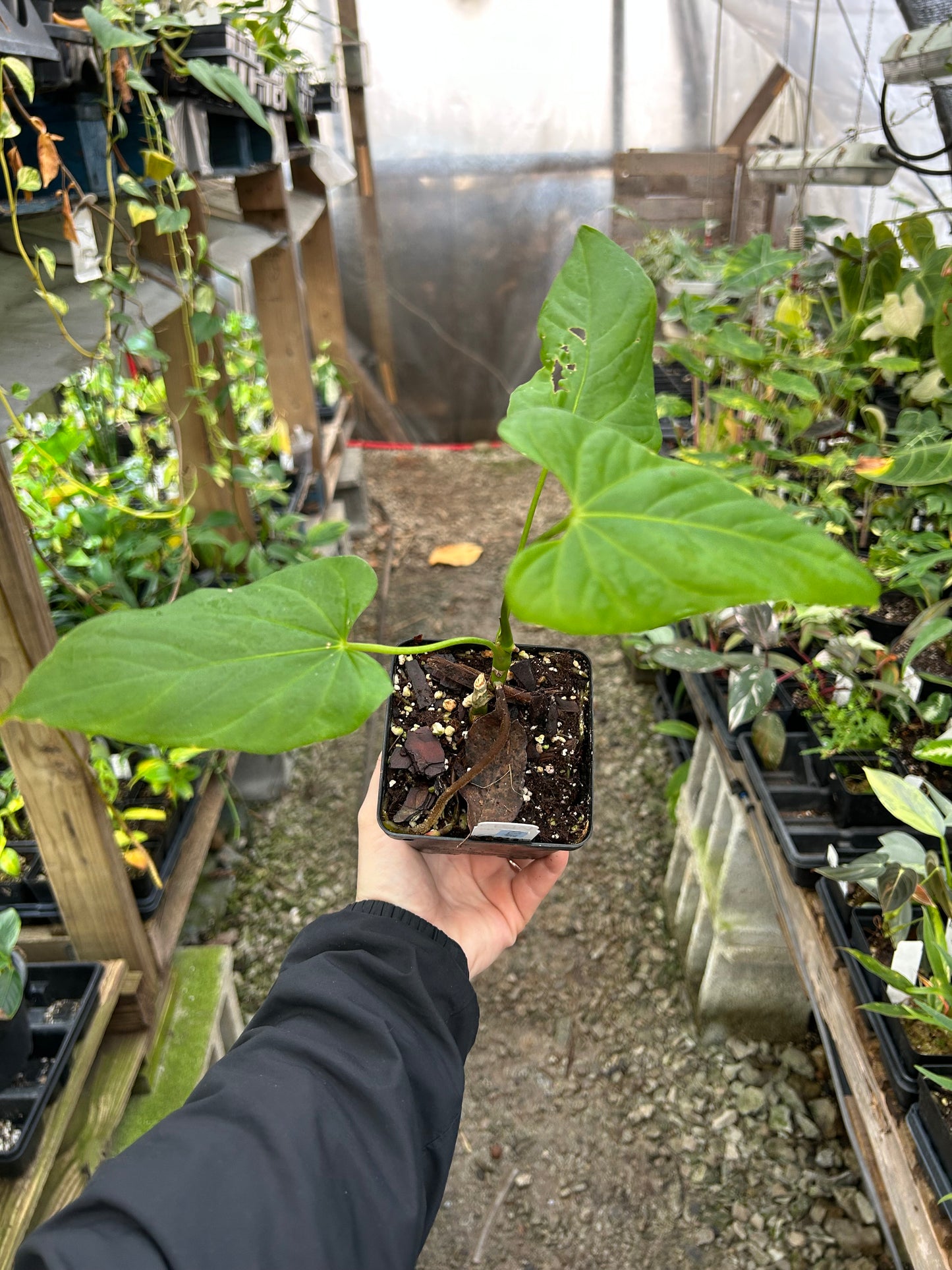 Custom Order- K. De Vries