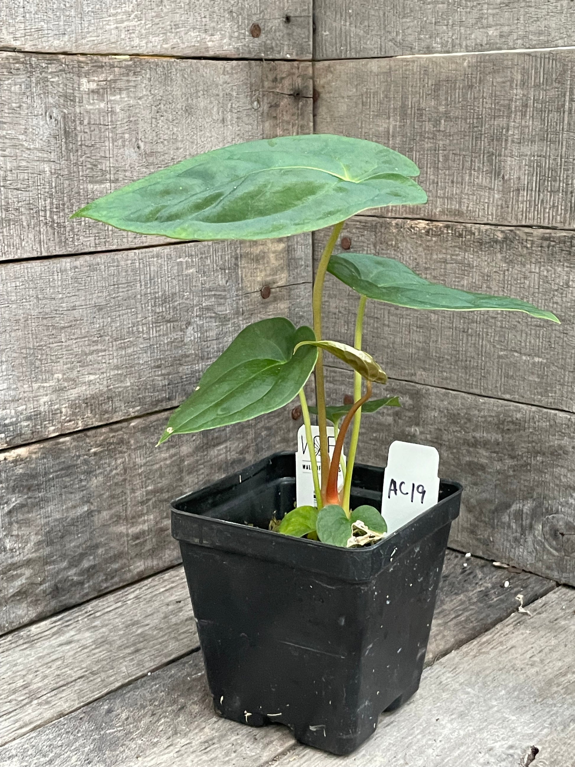 anthurium papillilaminum for sale Anthurium Papillilaminum x Blue Papillilaminum – Wall of Plants