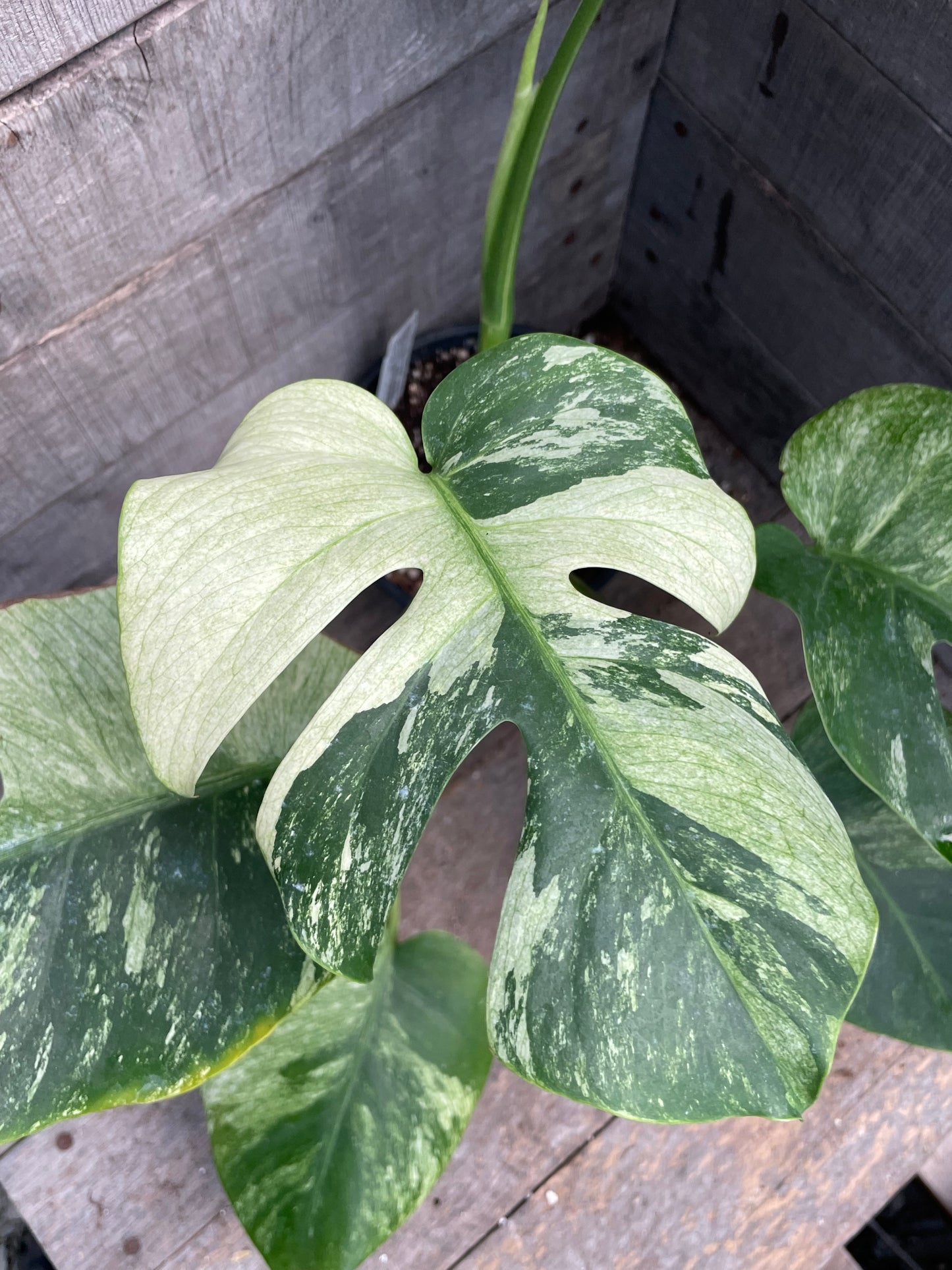 Monstera Deliciosa Mint Variegated AC79