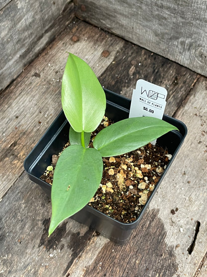 Philodendron Bipennifolium
