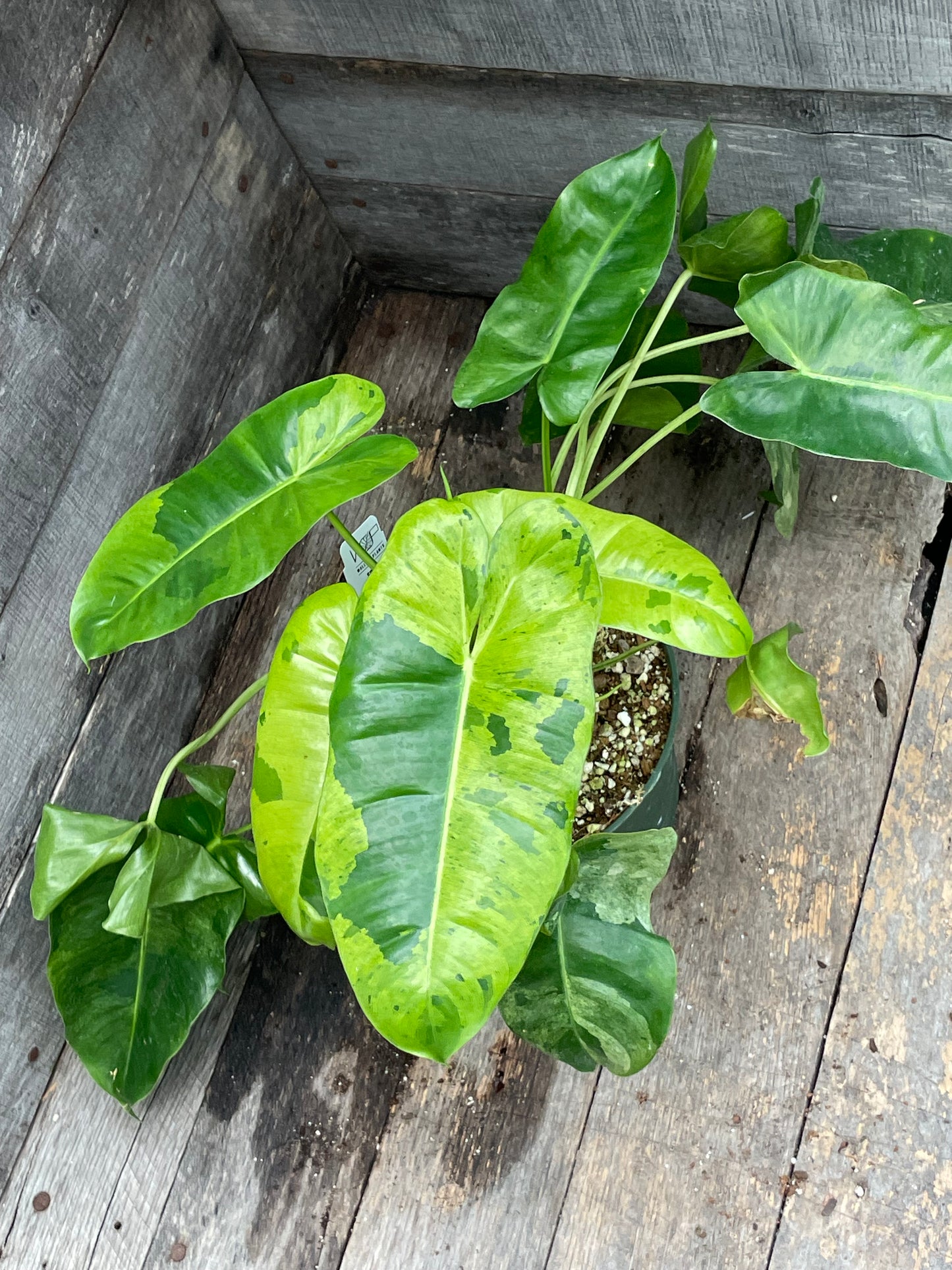 Philodendron Burle Marx Mint AA09
