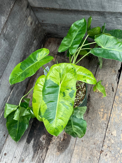Philodendron Burle Marx Mint AA09