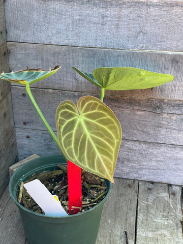 Anthurium Dorayaki 'Silver Blush' AE82