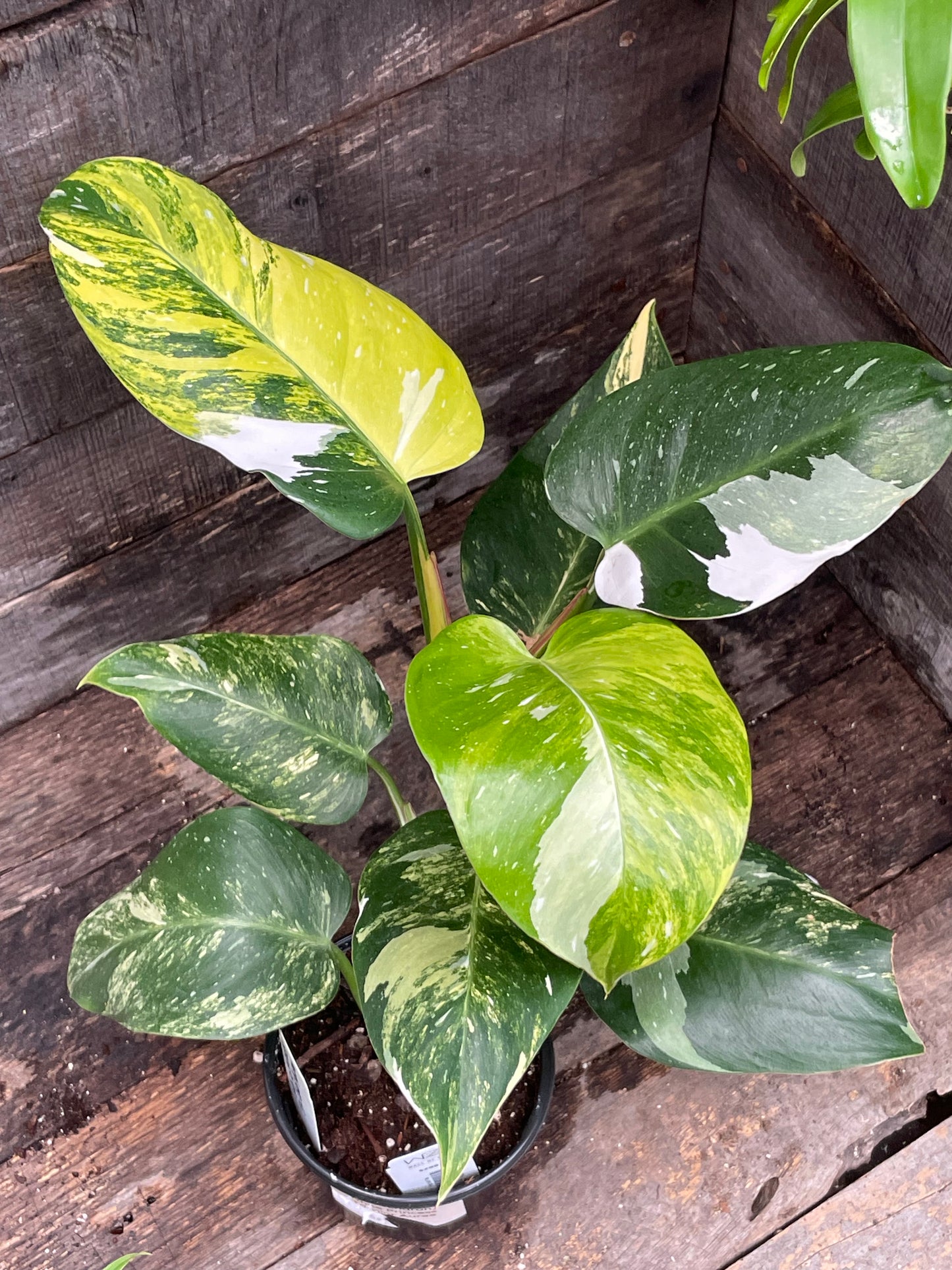 Philodendron White Princess Aurea Tricolor AA03