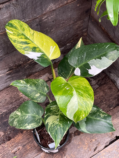 Philodendron White Princess Aurea Tricolor AA03