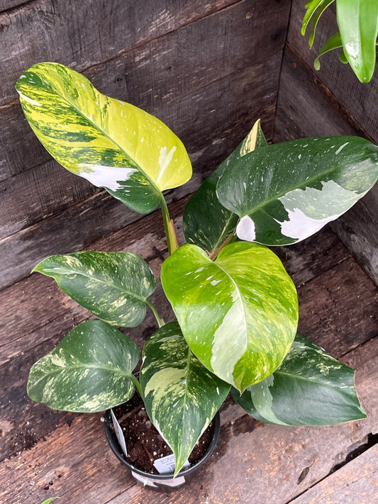 Philodendron White Princess Aurea Tricolor AA03