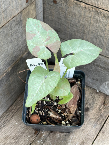 Syngonium Milk Confetti