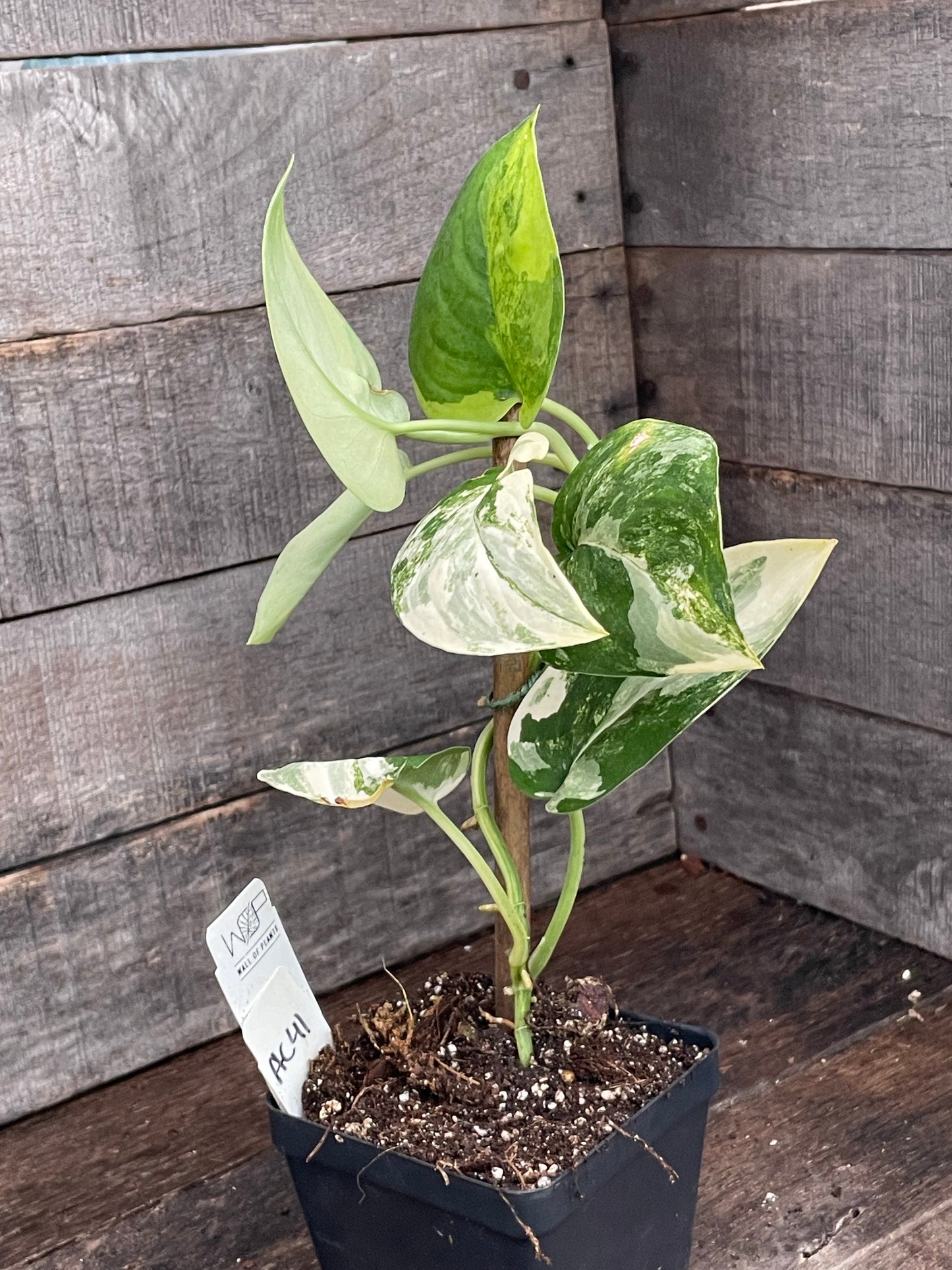 Scindapsus Jade Satin Variegated AC41