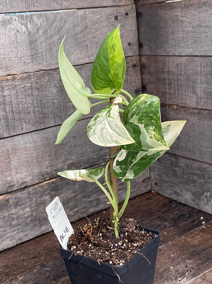 Scindapsus Jade Satin Variegated AC41