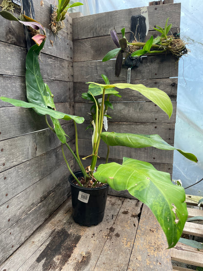 Philodendron Whipple Way AA11