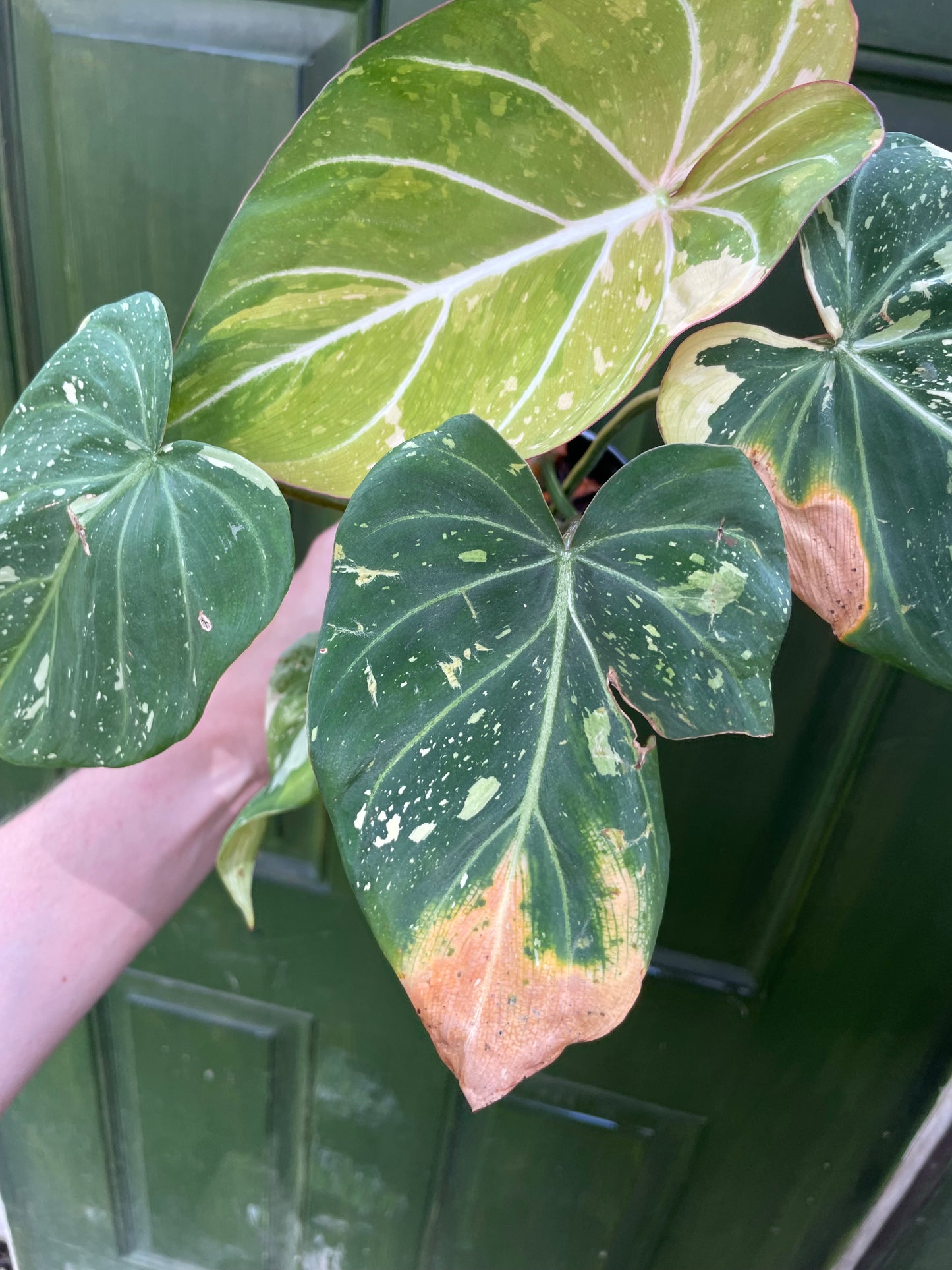 Philodendron Gloriosum Tricolor AE12