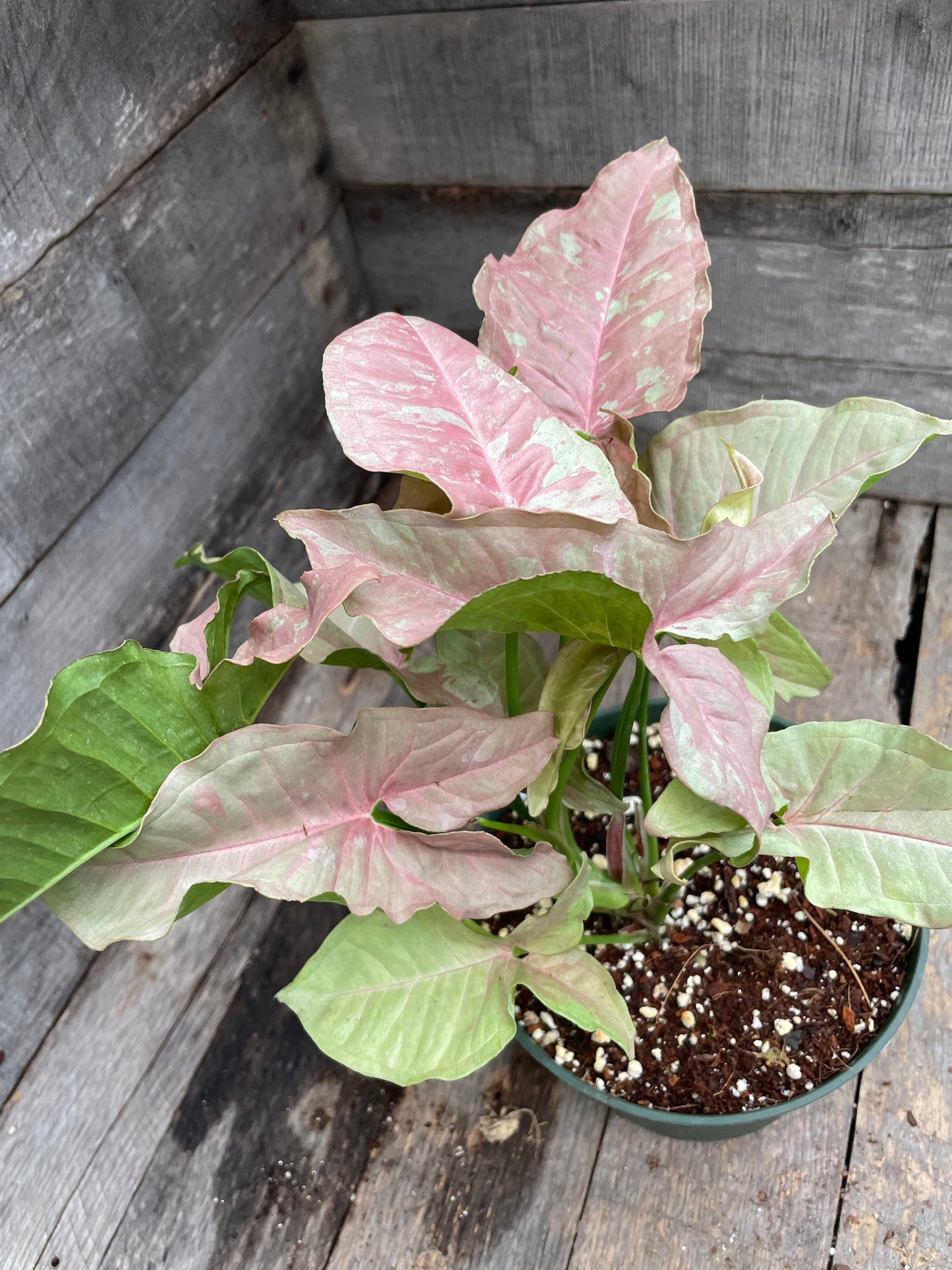 Syngonium Double Pink AA06