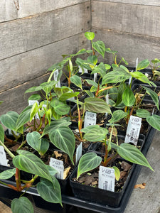 Philodendron El Choco Red Grower’s Choice