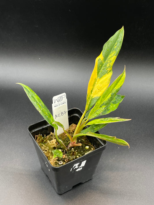 Philodendron ‘Fire Tiger’ Caramel Marble AE87