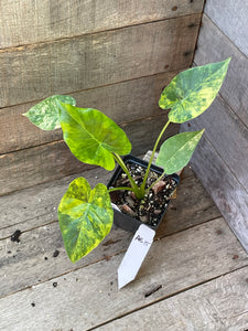 Alocasia Gageana Aurea Variegated AE15