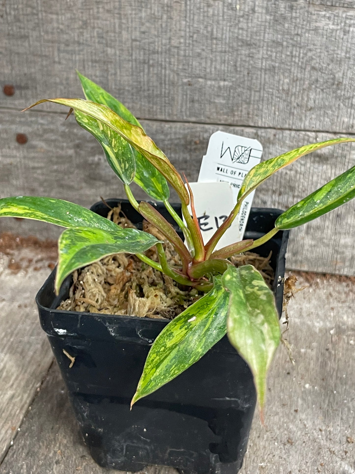 Philodendron ‘Fire Tiger’ Caramel Marble AE13