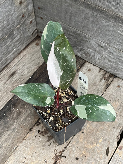 Philodendron Red Anderson