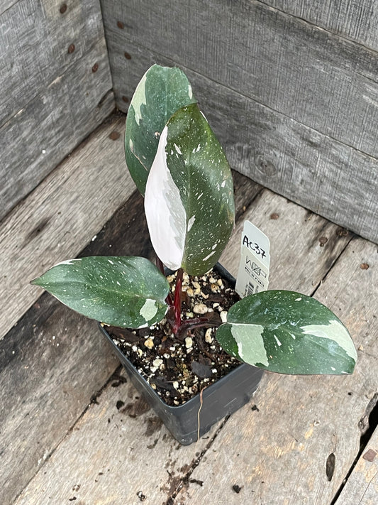 Philodendron Red Anderson