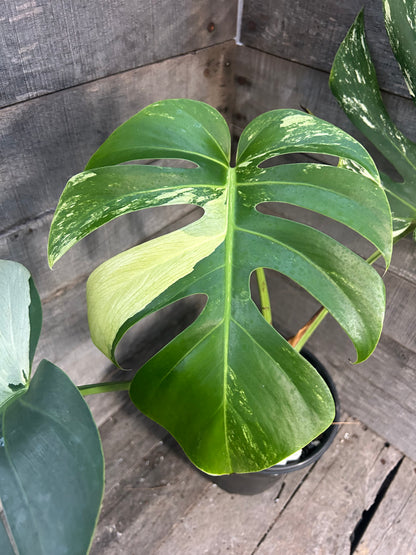 Monstera Deliciosa Mint Variegated AD66