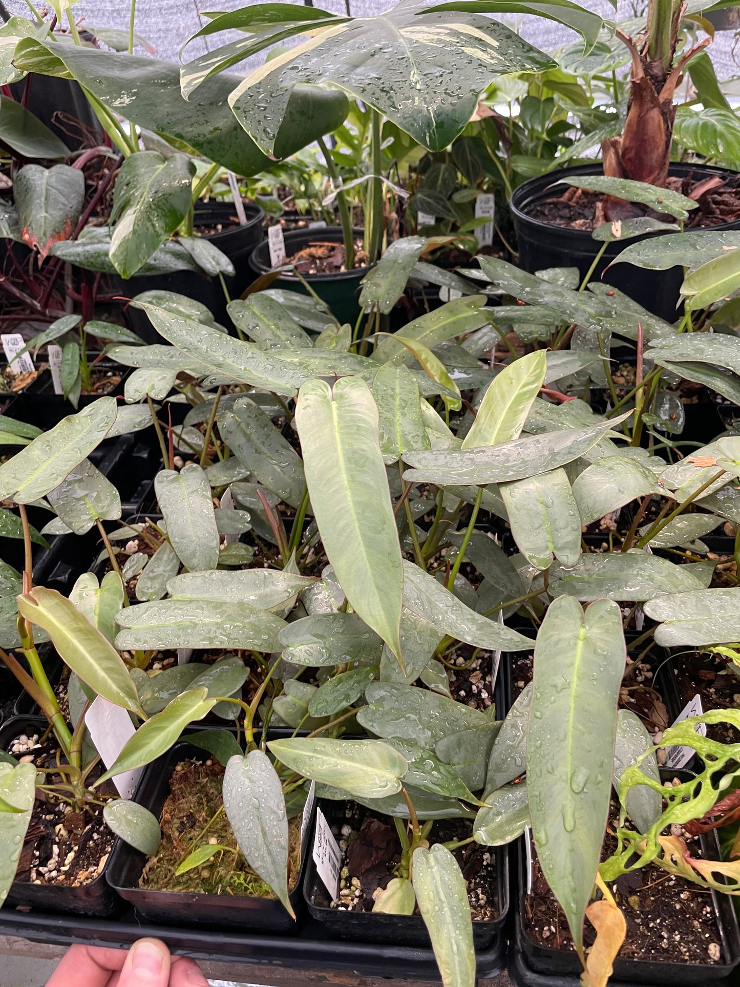 Philodendron Atabapoense