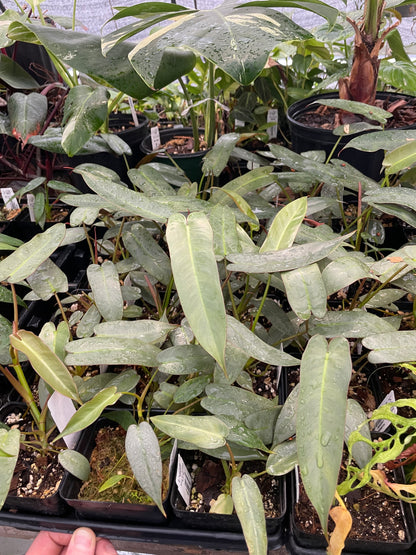 Philodendron Atabapoense