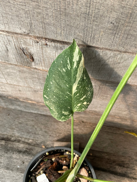 Monstera Thai Constellation 'Creme Brule'