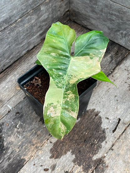 Philodendron ‘Brown Beauty’ Florida Beauty x Black Billietiae AA10