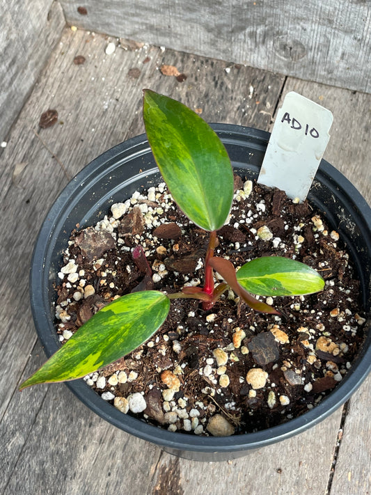 Philodendron Strawberry Shake AD10