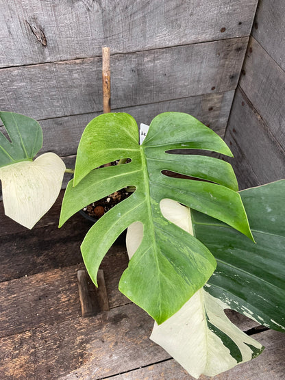 Monstera Deliciosa Mint Variegated AE95