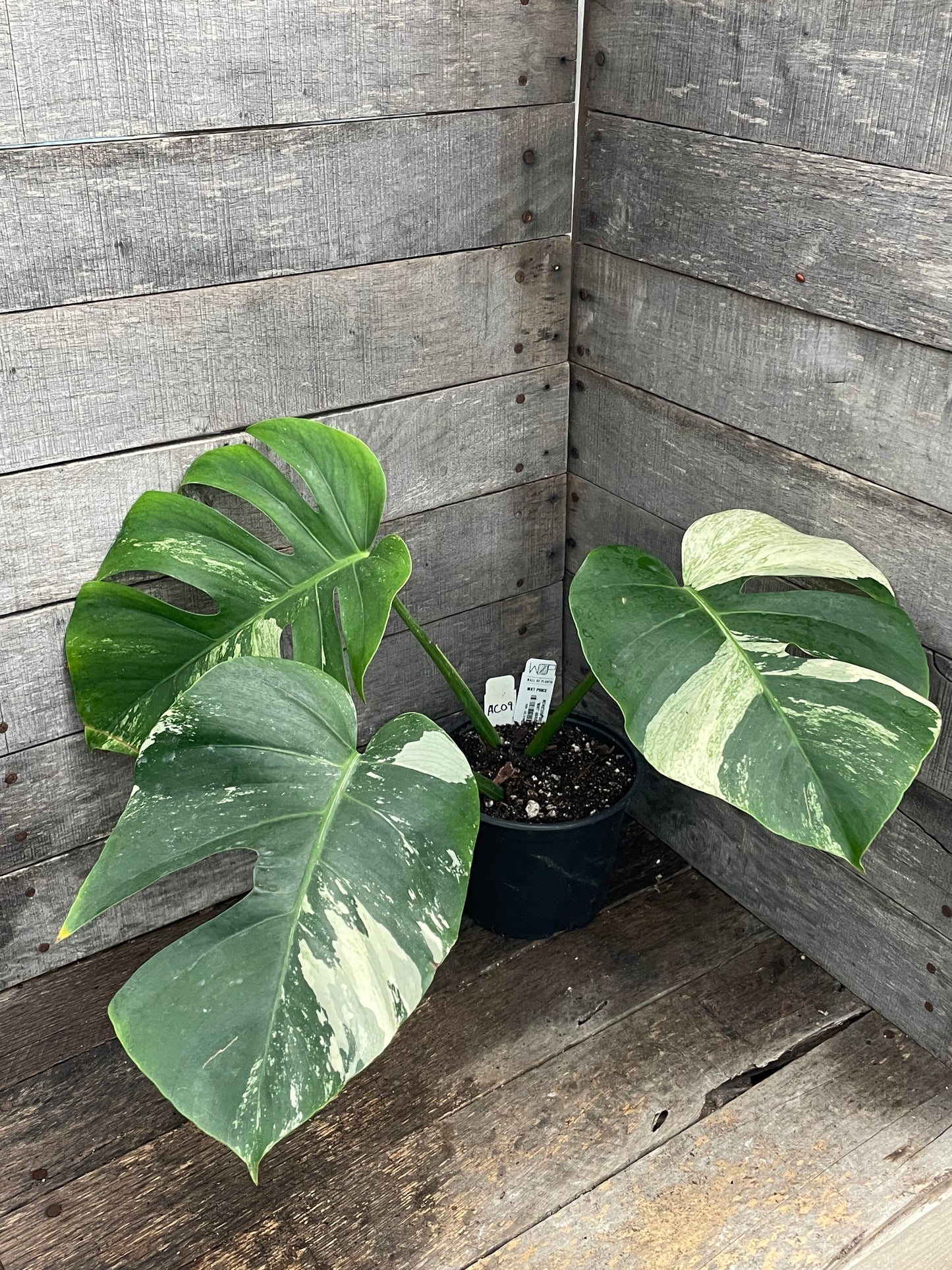 Monstera Deliciosa Mint Variegated AC09