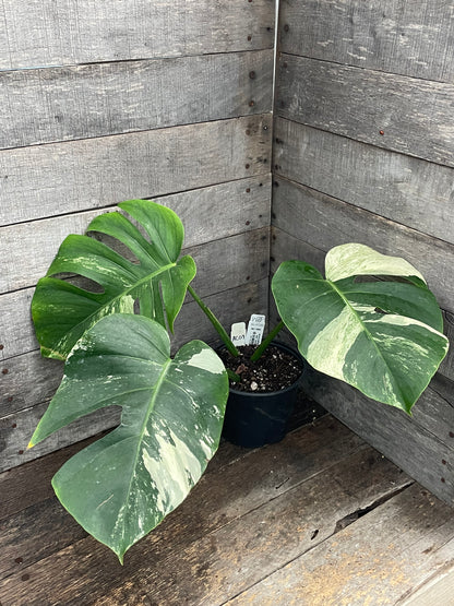 Monstera Deliciosa Mint Variegated AC09