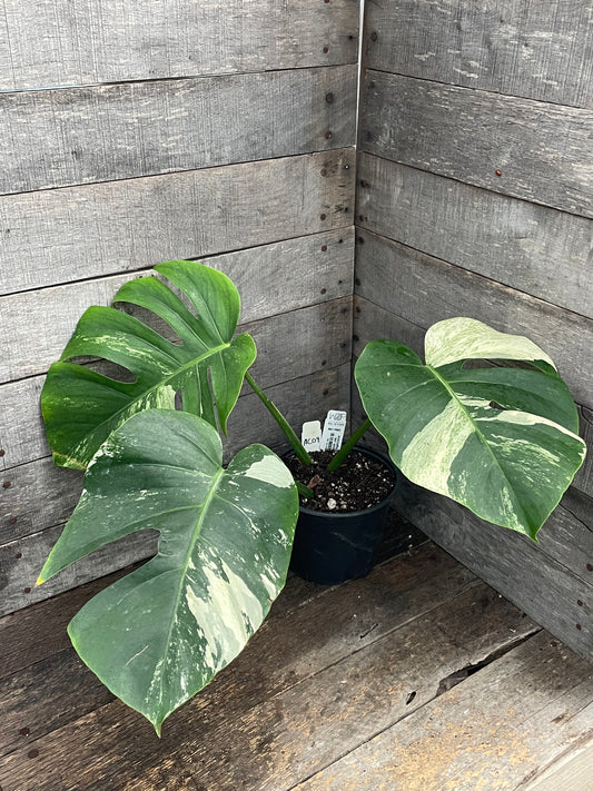Monstera Deliciosa Mint Variegated AC09