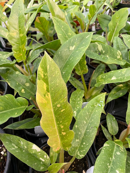 Philodendron Ring of Fire Variegated
