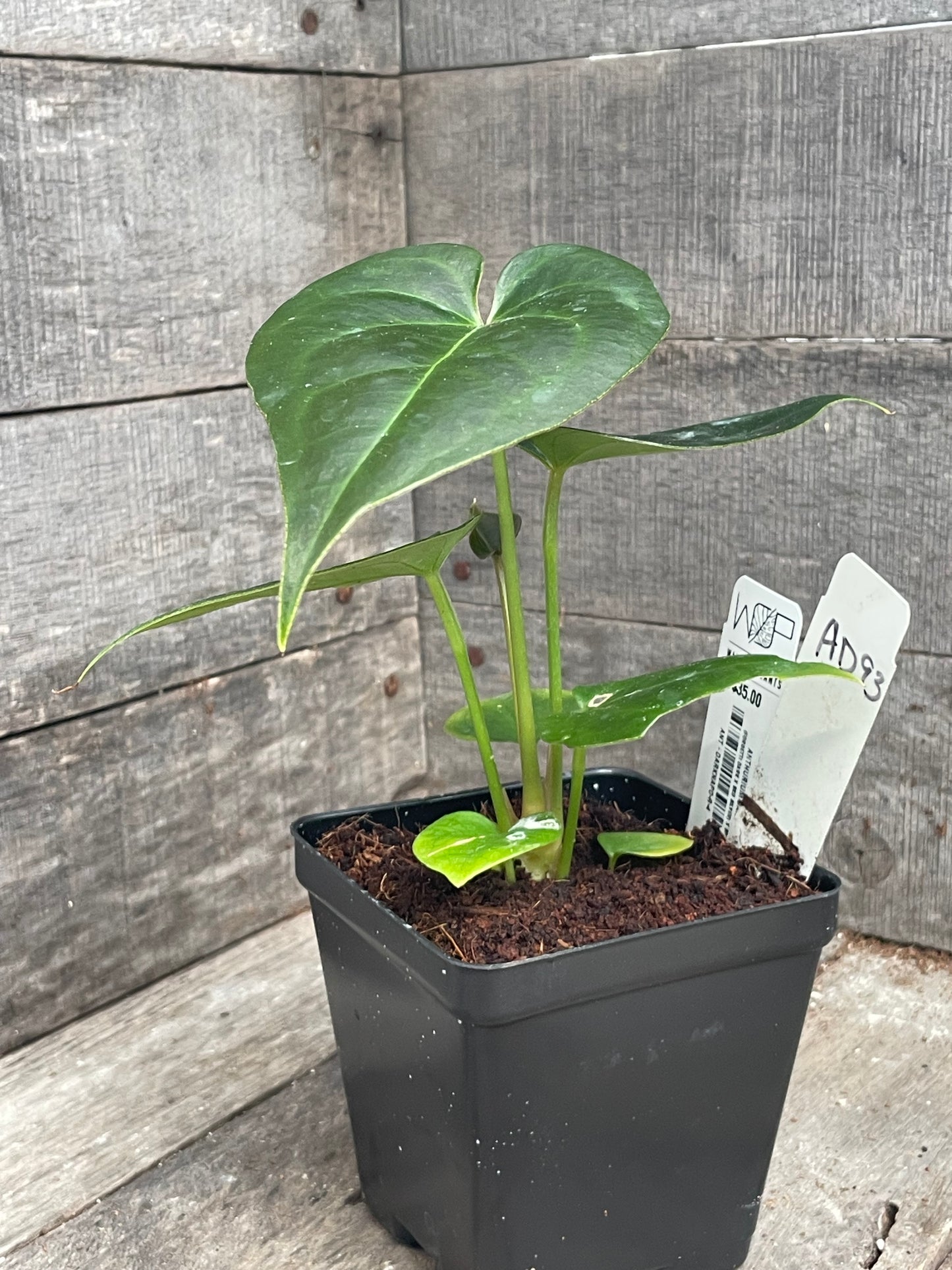 Anthurium ‘Dark Napo’