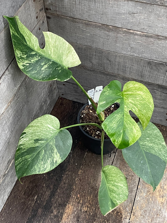 Monstera Deliciosa Mint Variegated AC79
