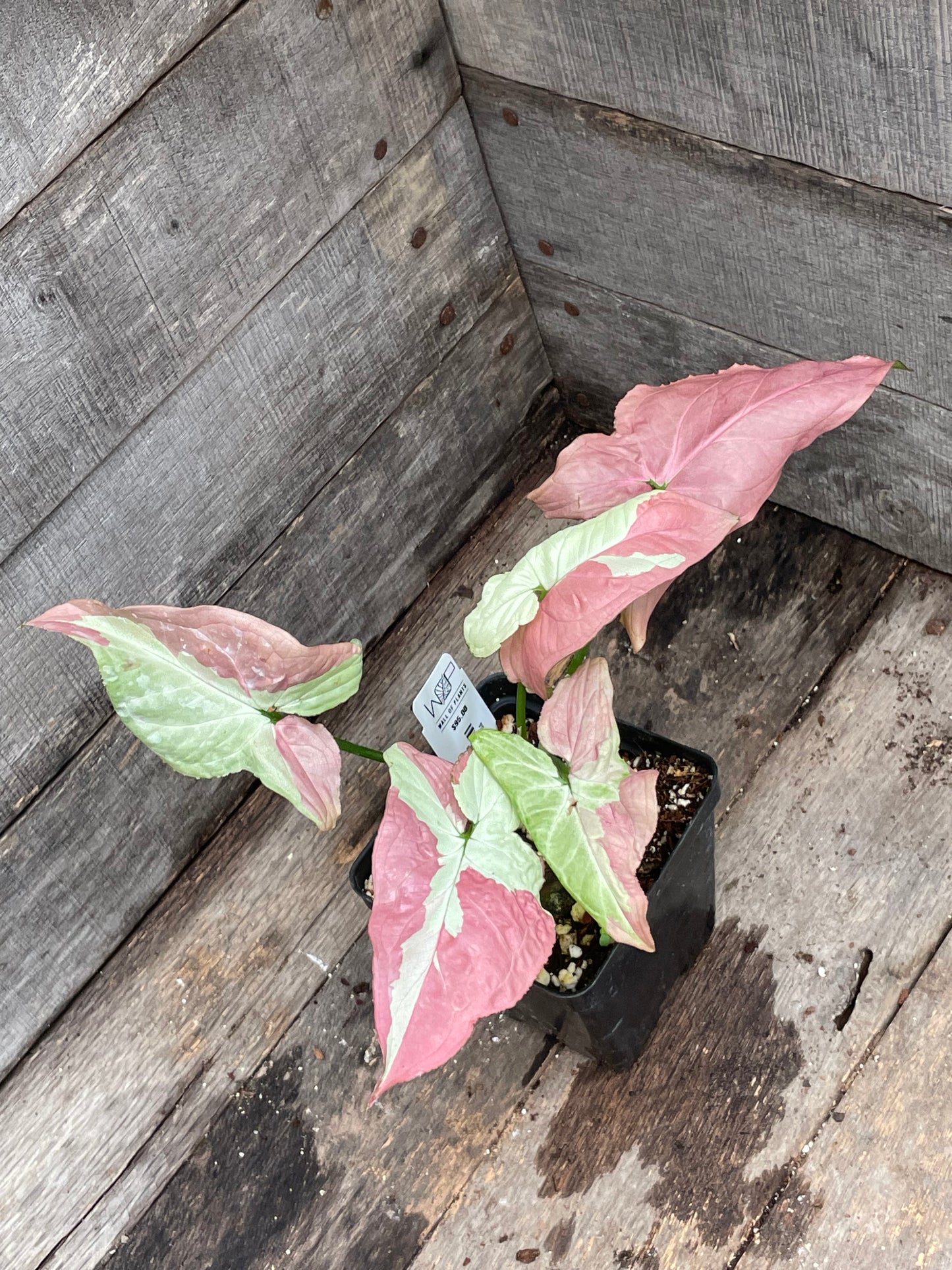 Syngonium Raspberry AA04