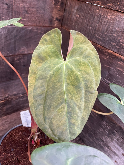Anthurium Papillilaminum x Blue Papillilaminum Variegated