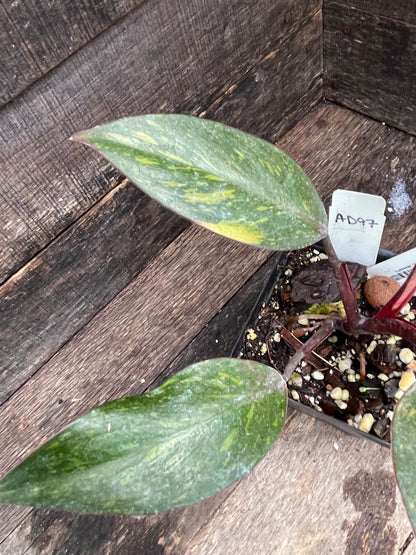 Philodendron Orange Princess Galaxy AD97