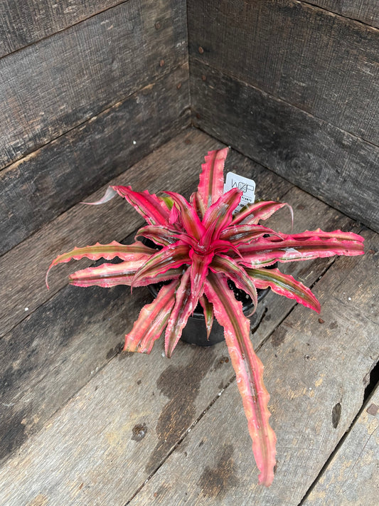Earth Star Pink