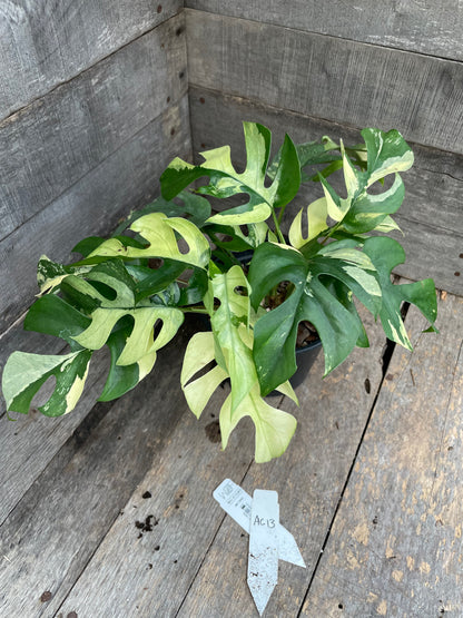 Raphidophora Tetrasperma Variegated AC13