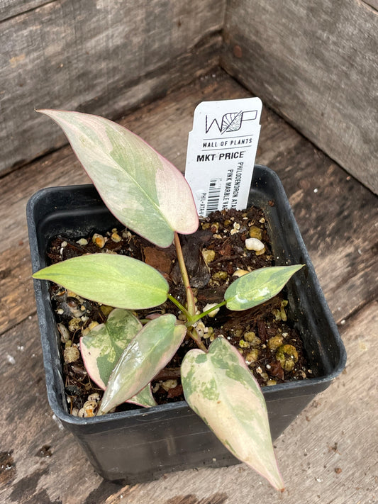Philodendron Atabapoense Pink Marble Variegated AA01