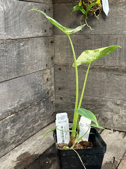 Alocasia Macrorrhiza Variegated AD34