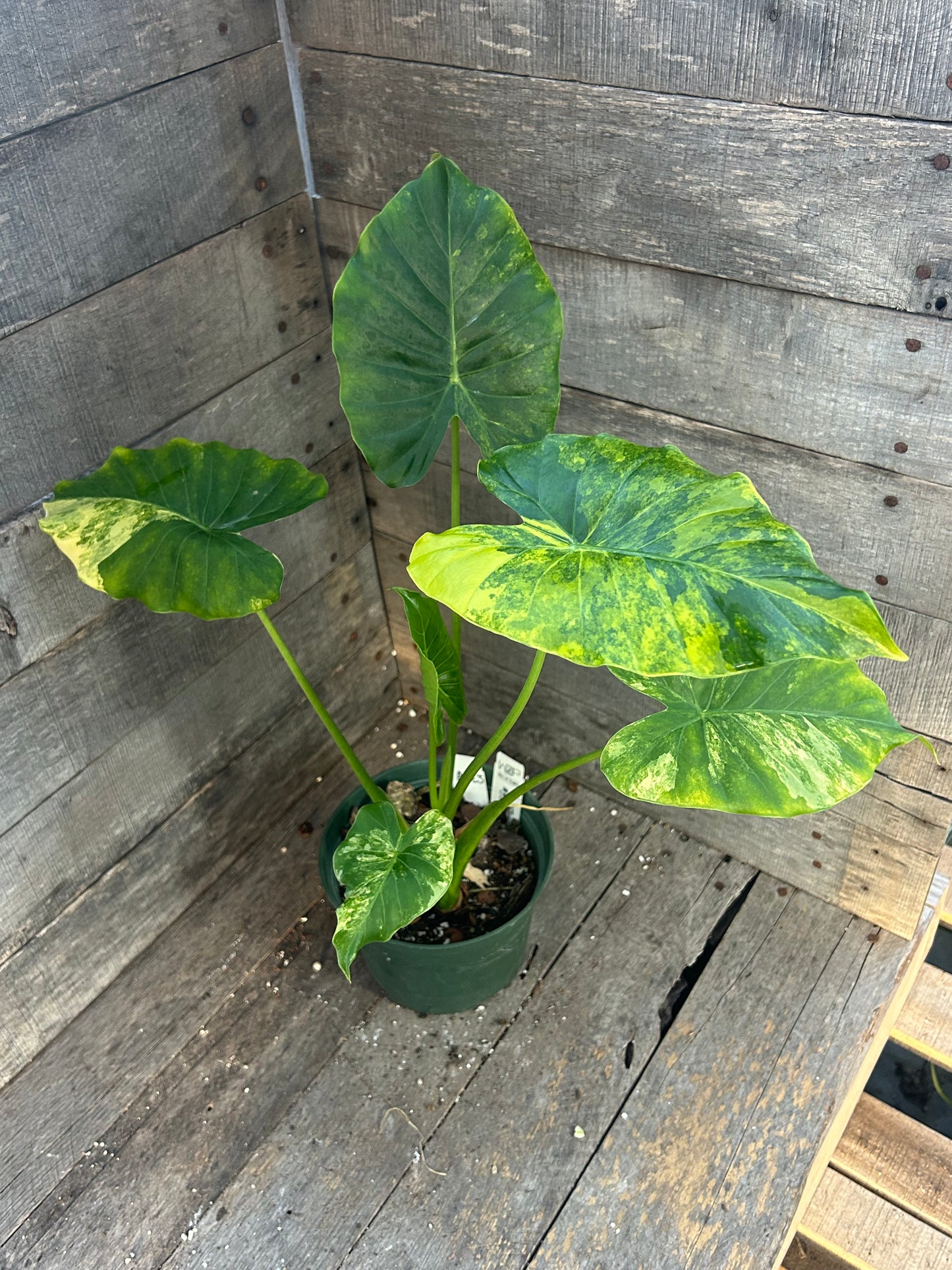 Custom Order- L. Marshall