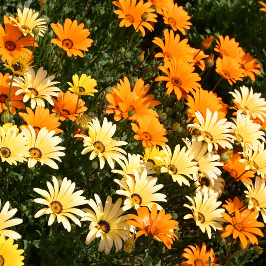 Orange and Yellow African Daisies