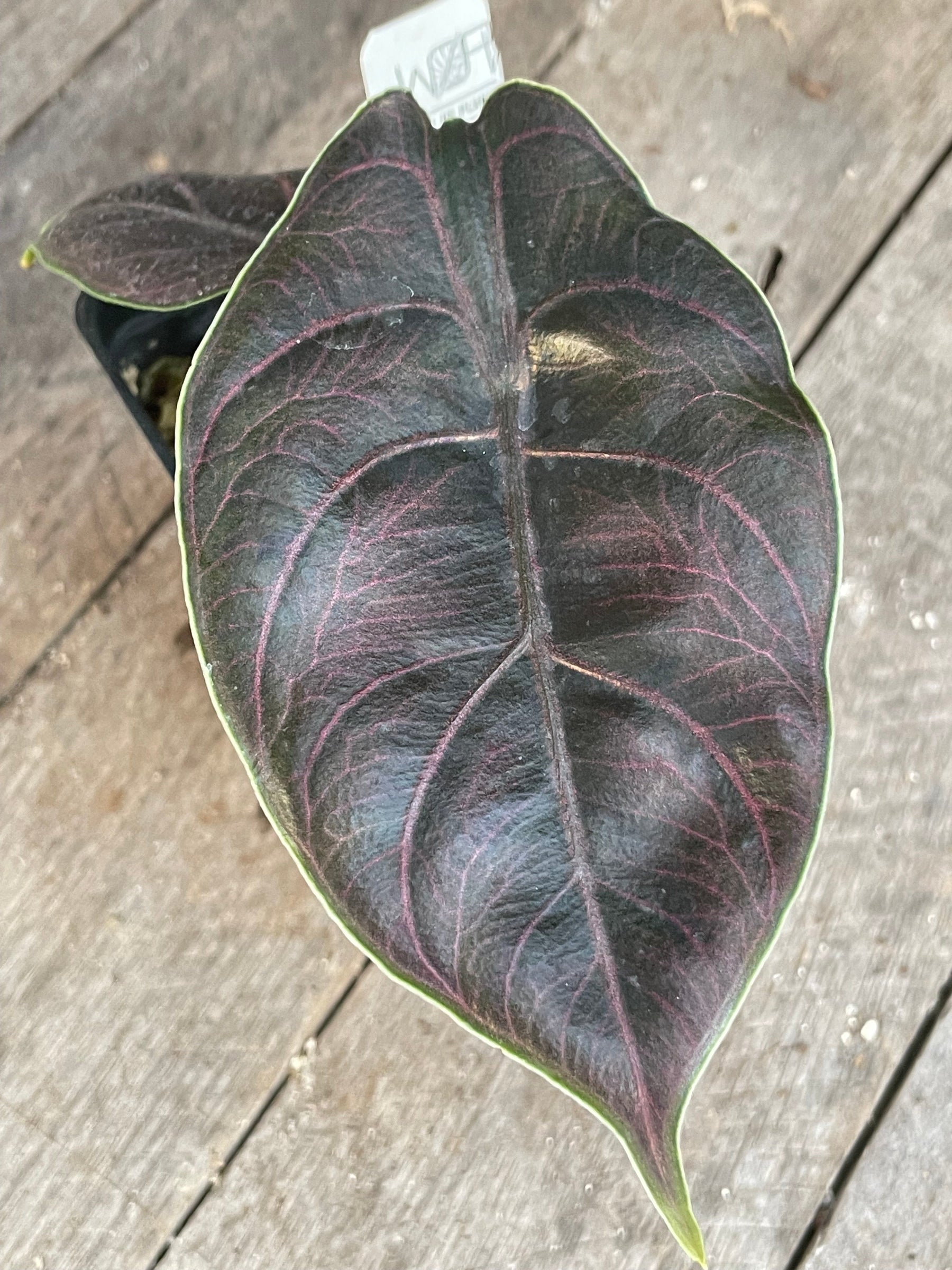 Alocasia Azlanii