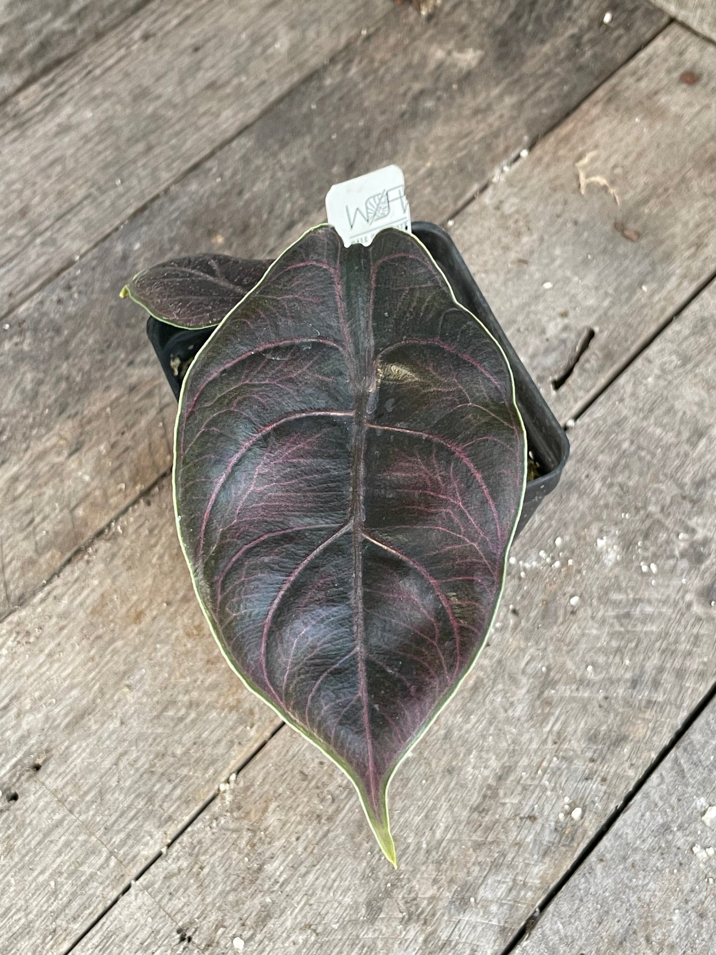 Alocasia Azlanii