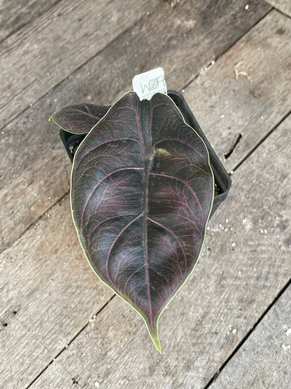 Alocasia Azlanii