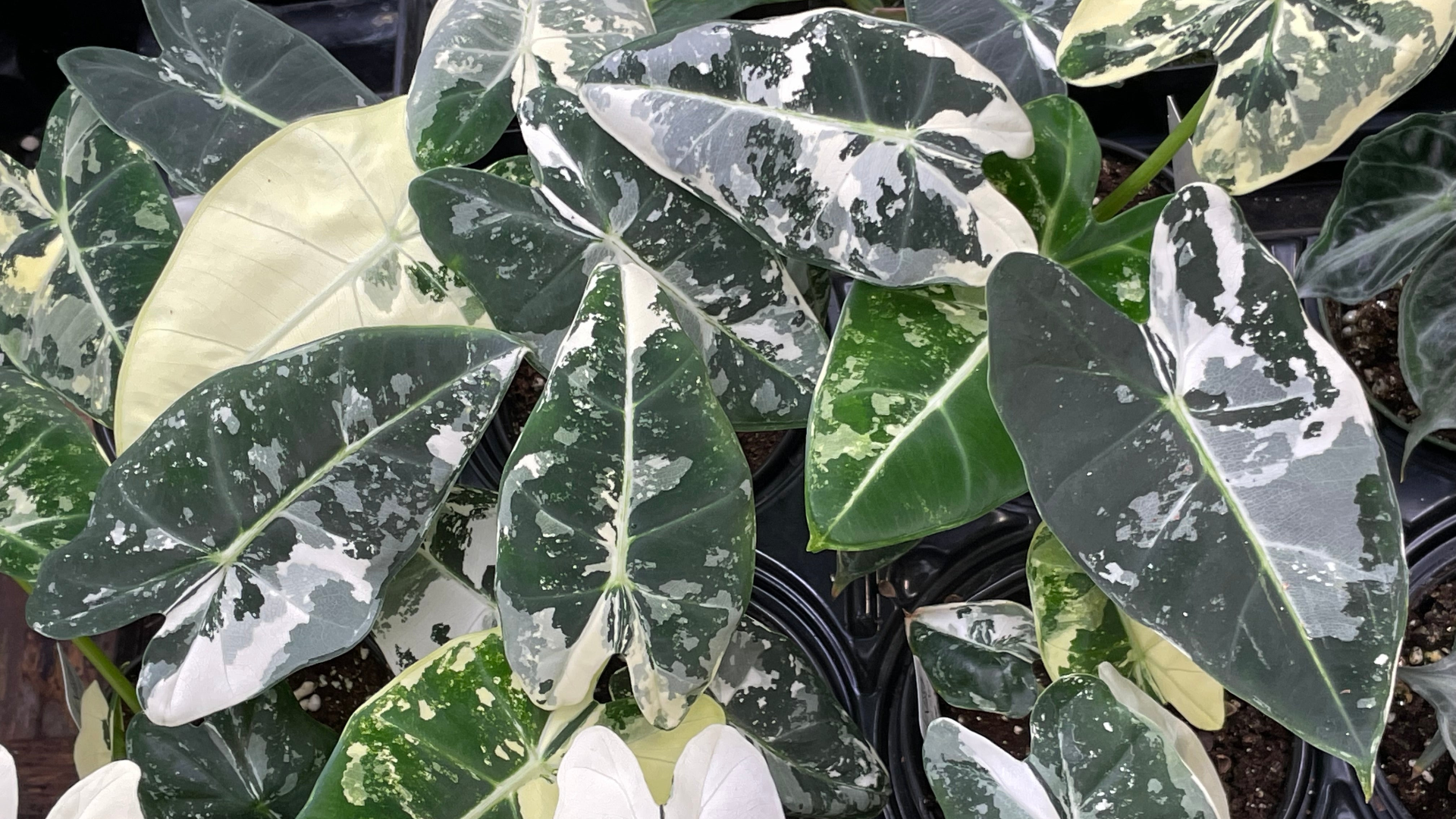 Alocasia Frydek Variegated