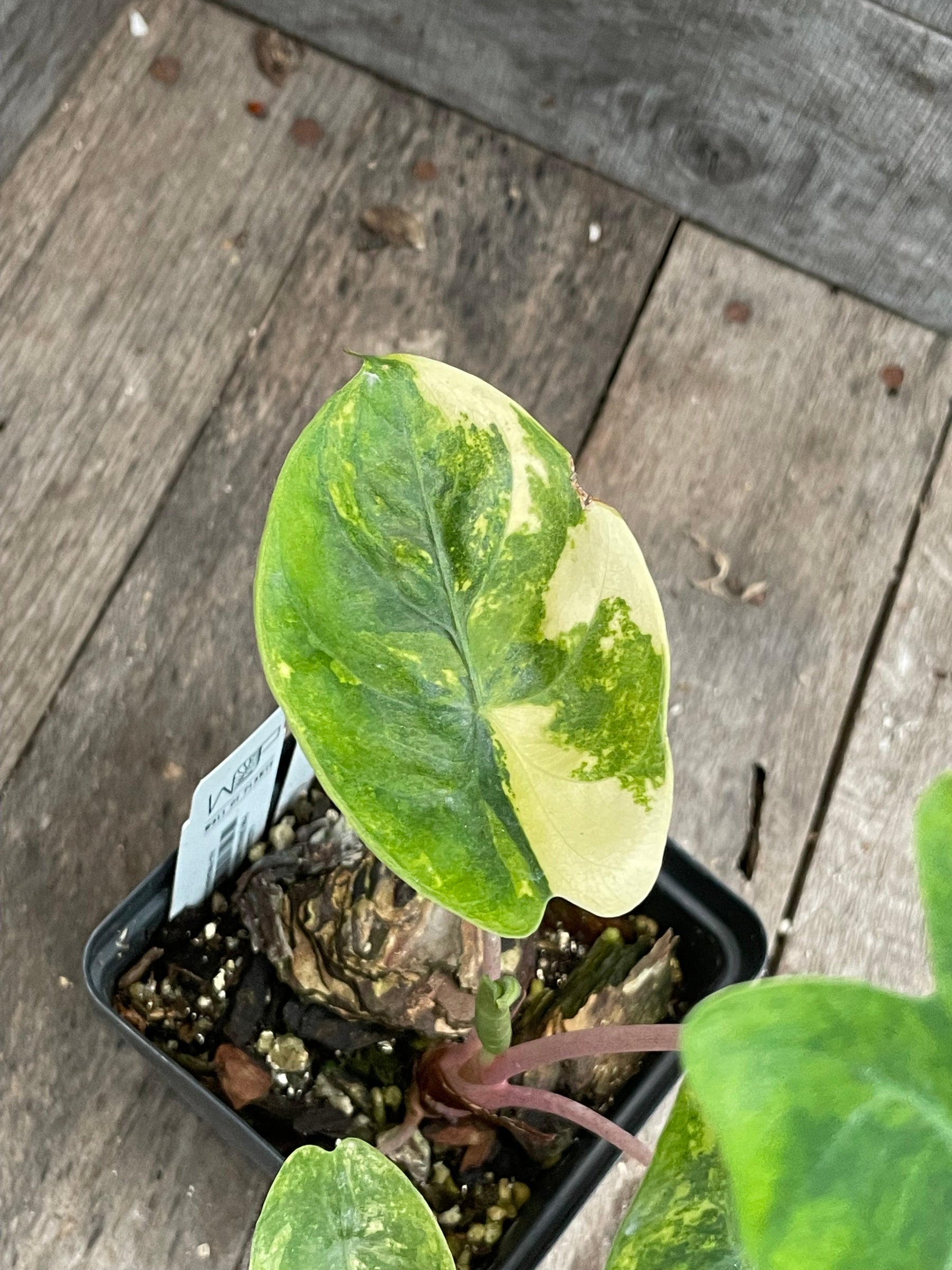Alocasia Pink Dragon Aurea Variegated AE49 – Wall of Plants